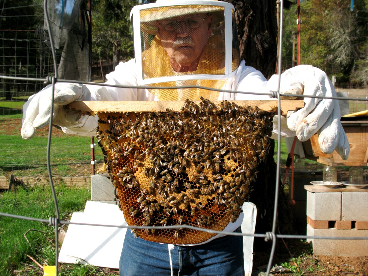 bees