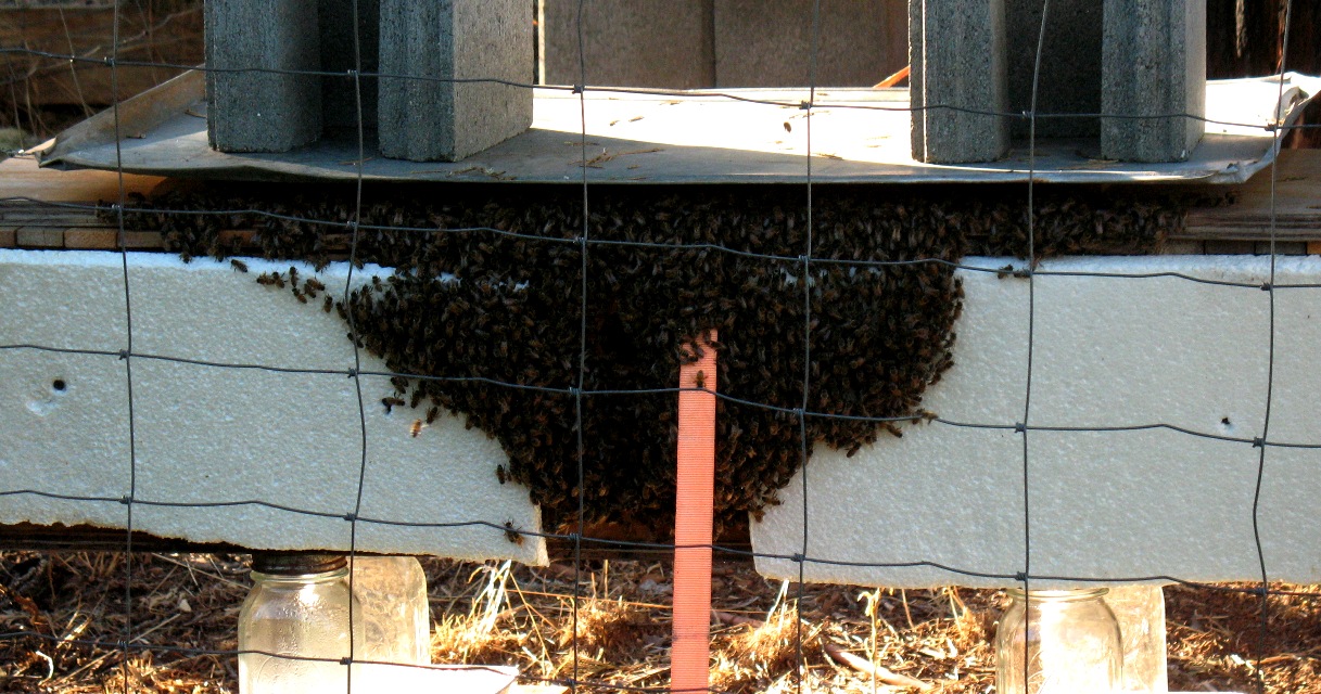 Bees