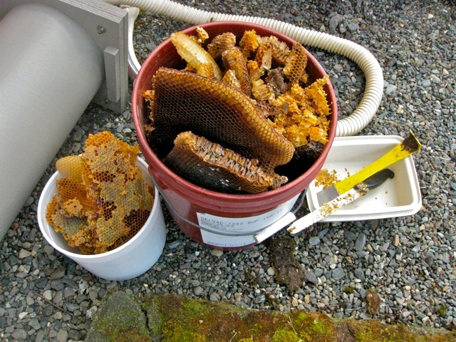 Bee's wax in a bucket