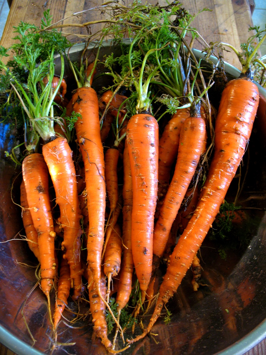 carrots