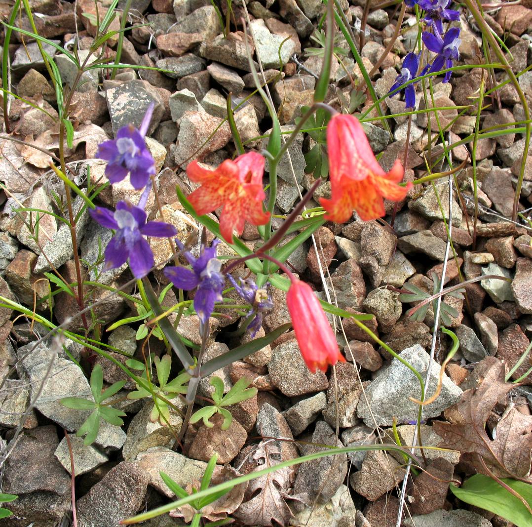 Coral Bells