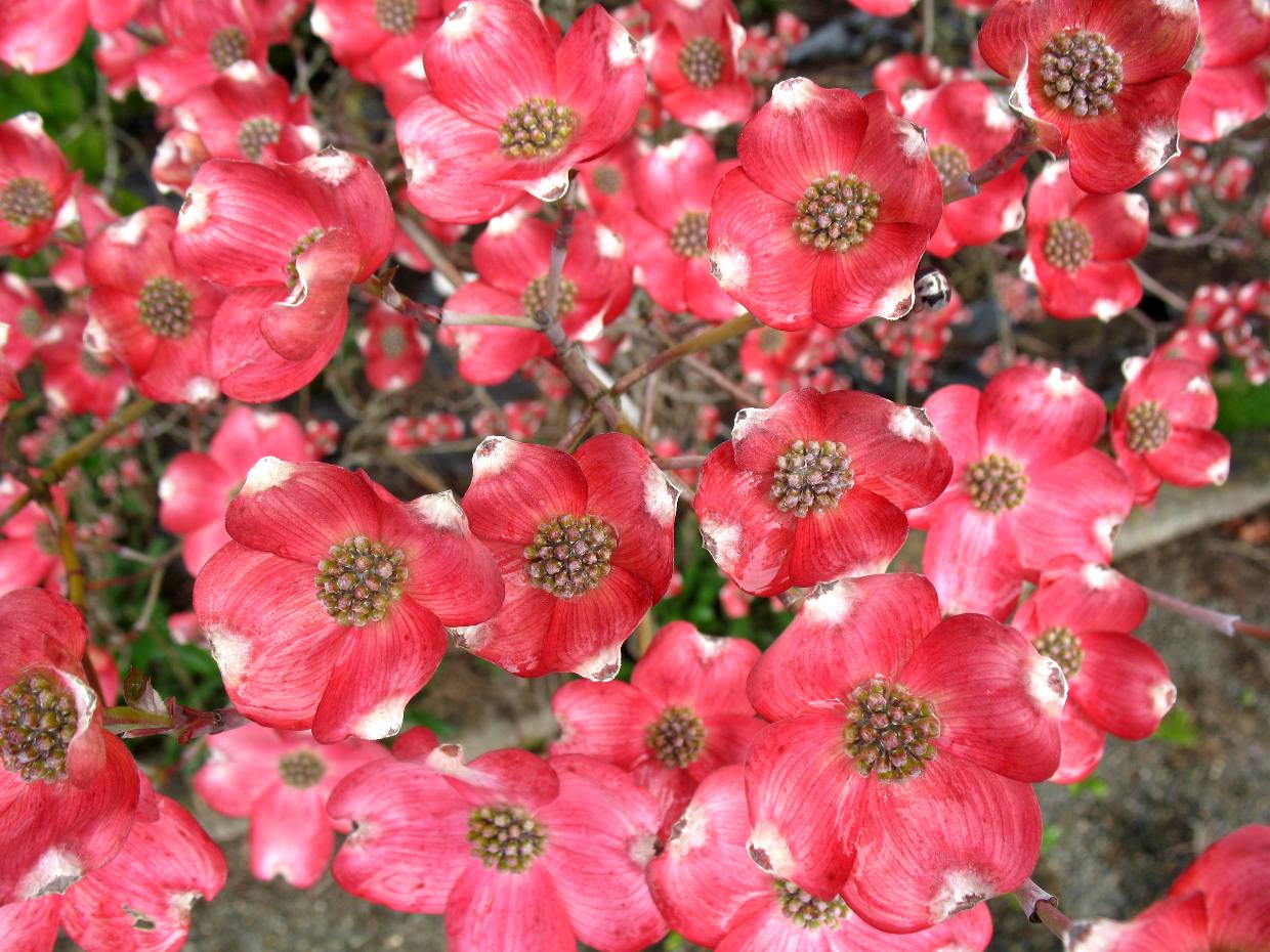 Dogwood