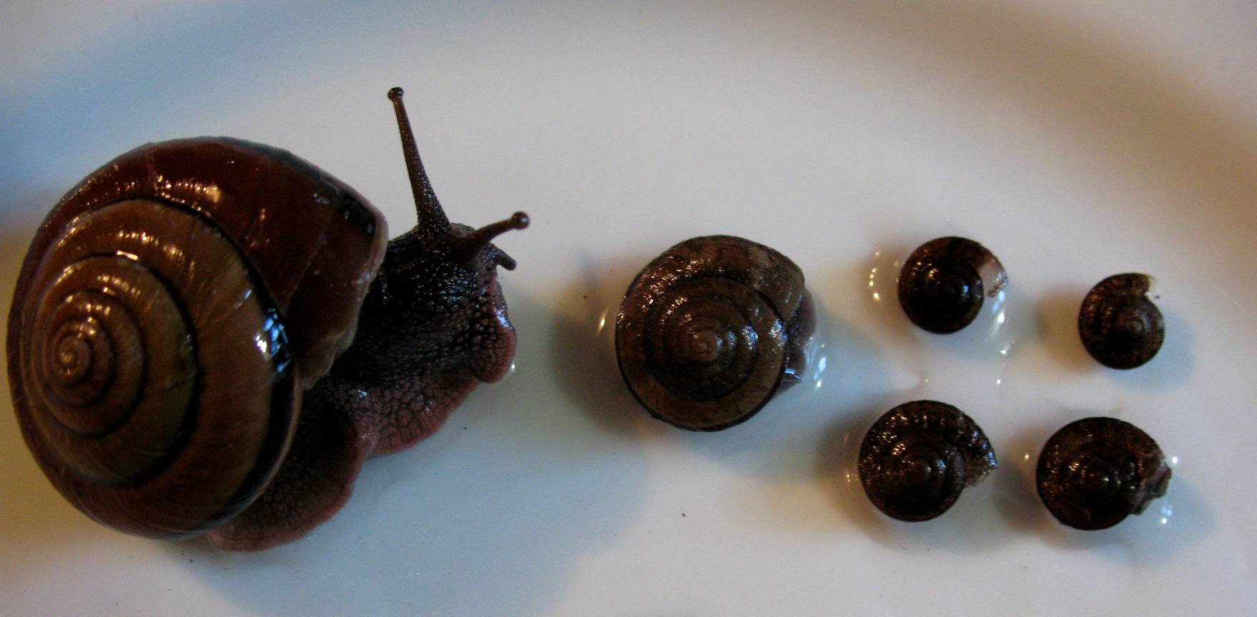 Snails