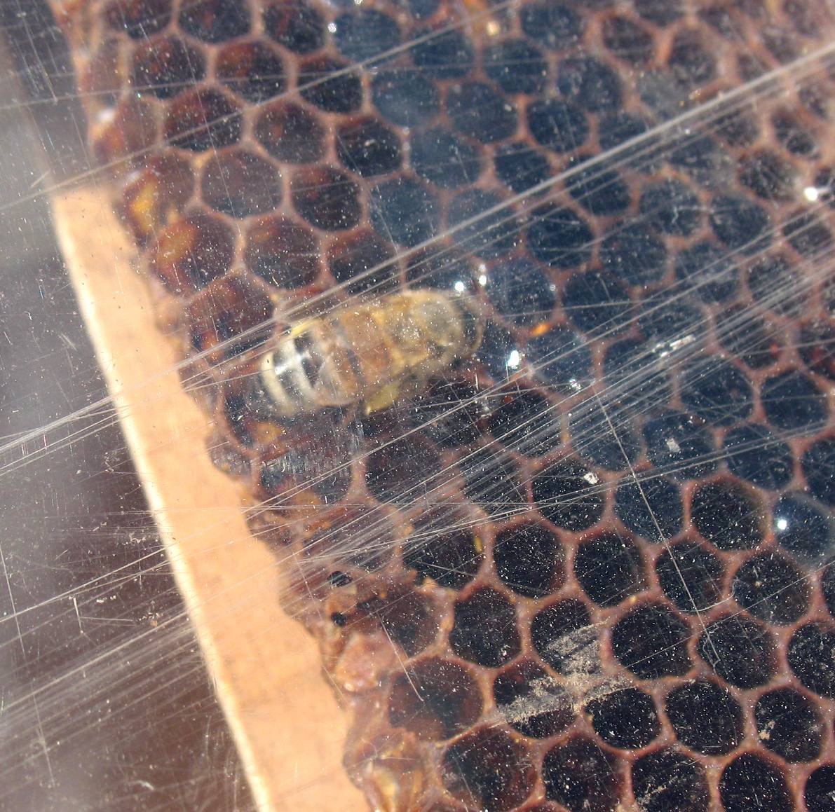 Bee in trap