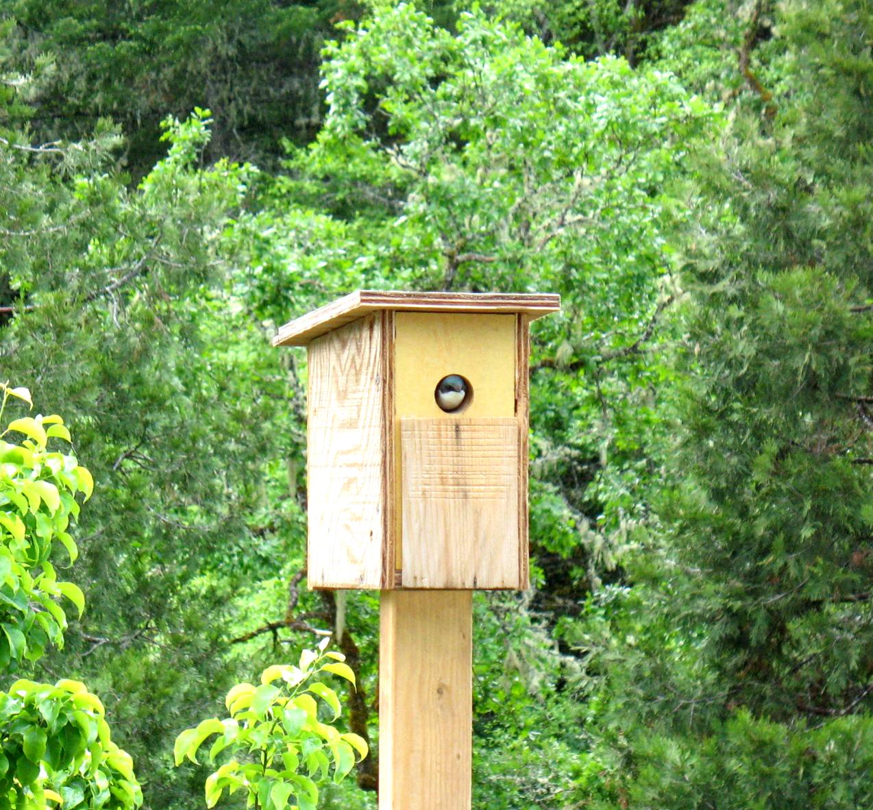 Bird house