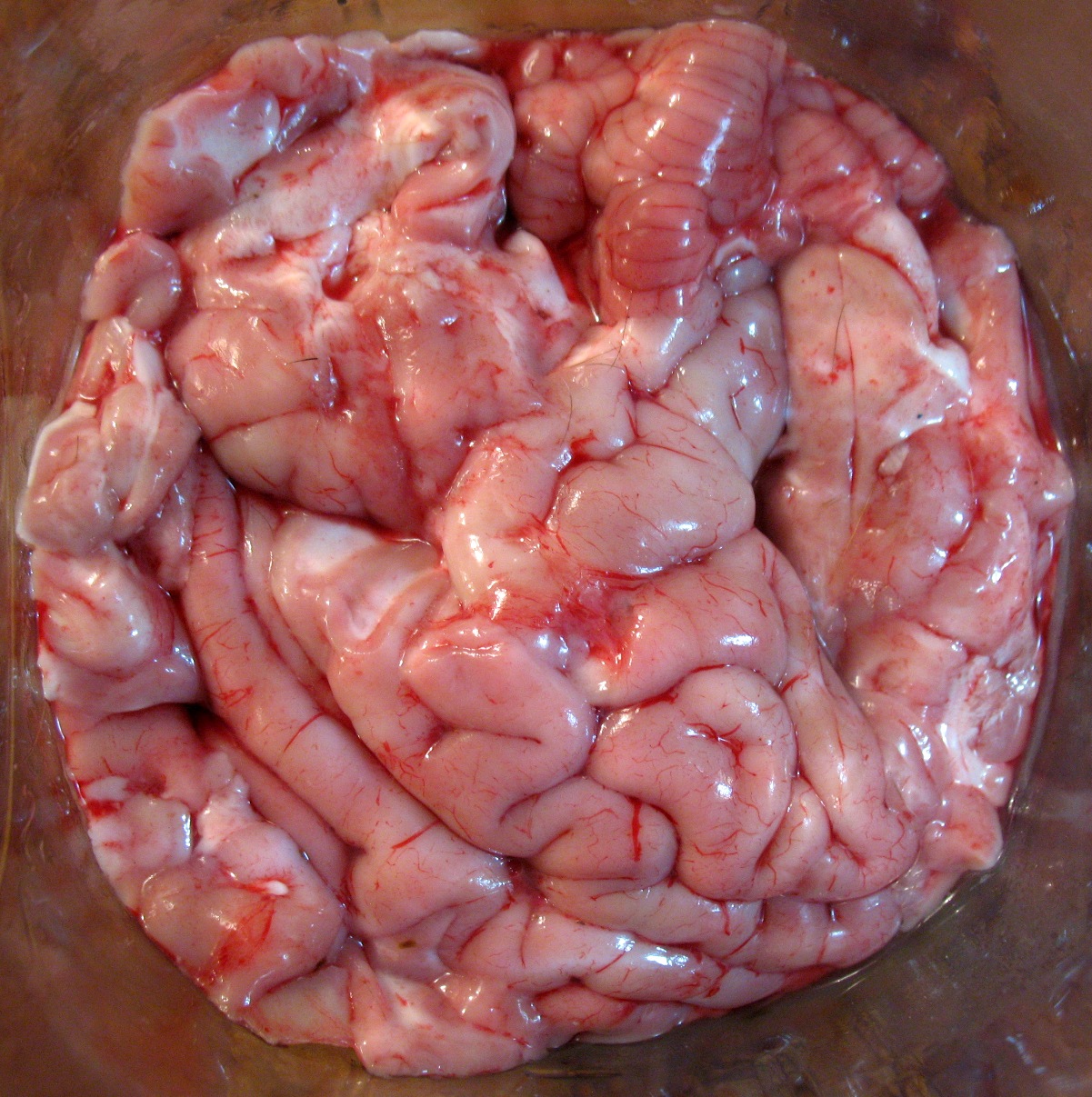 brains