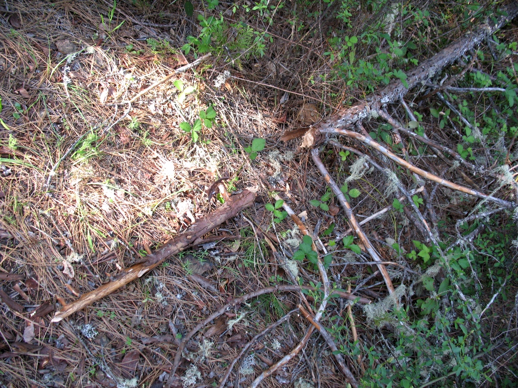 cedar