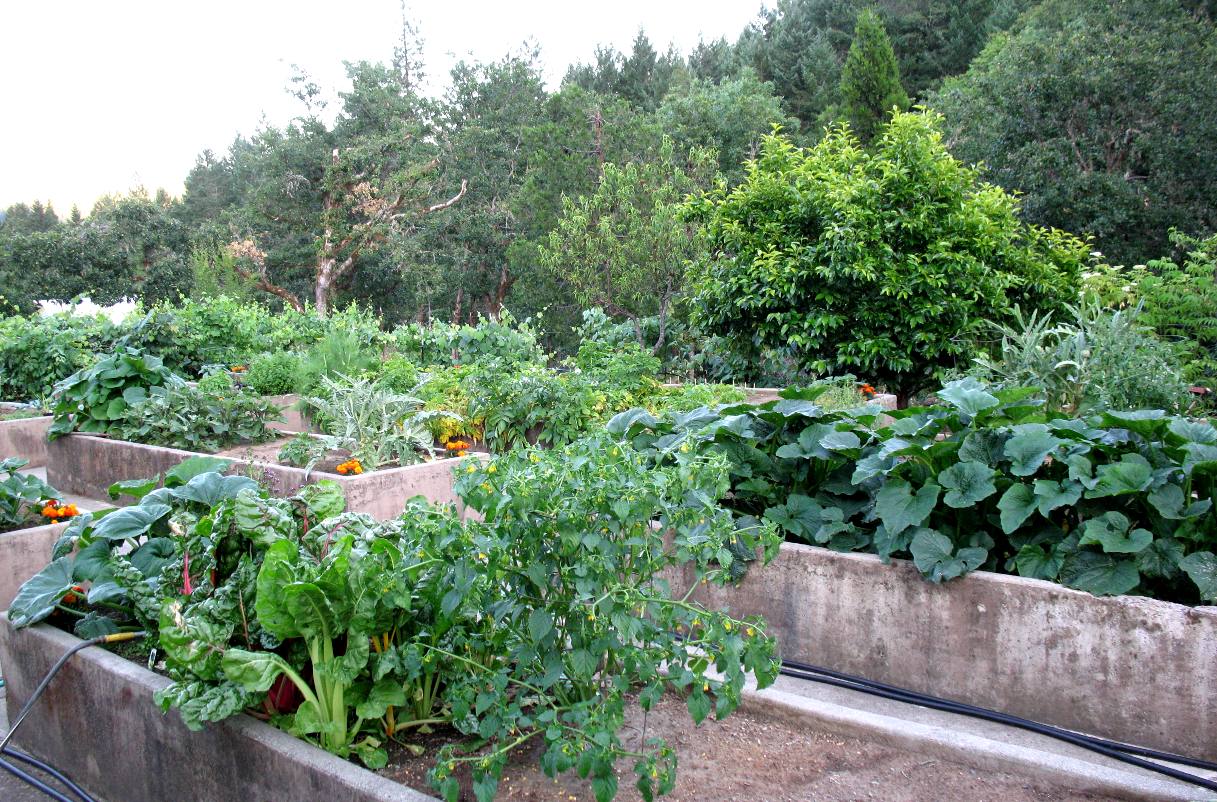 Garden 2011