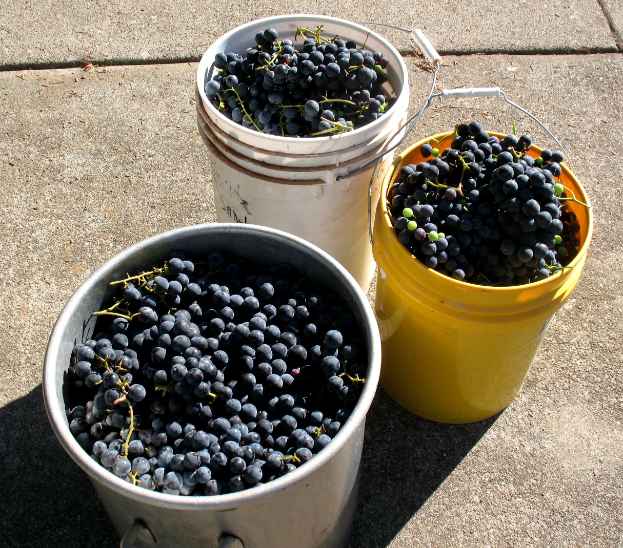 grapes