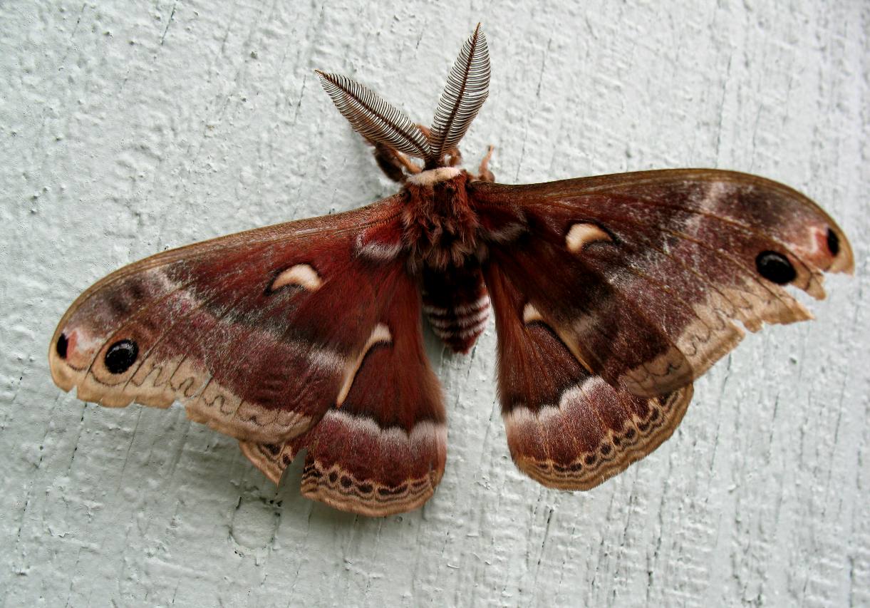 moth