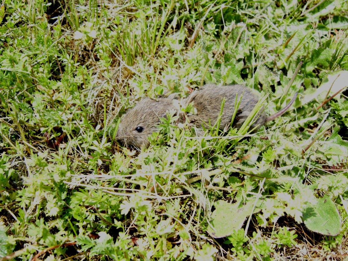 mouse
