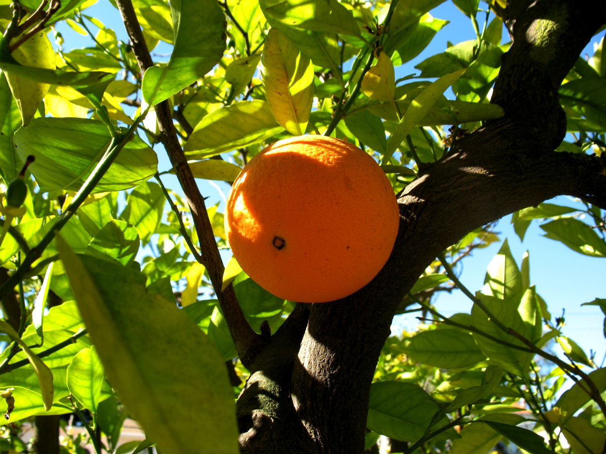 orange