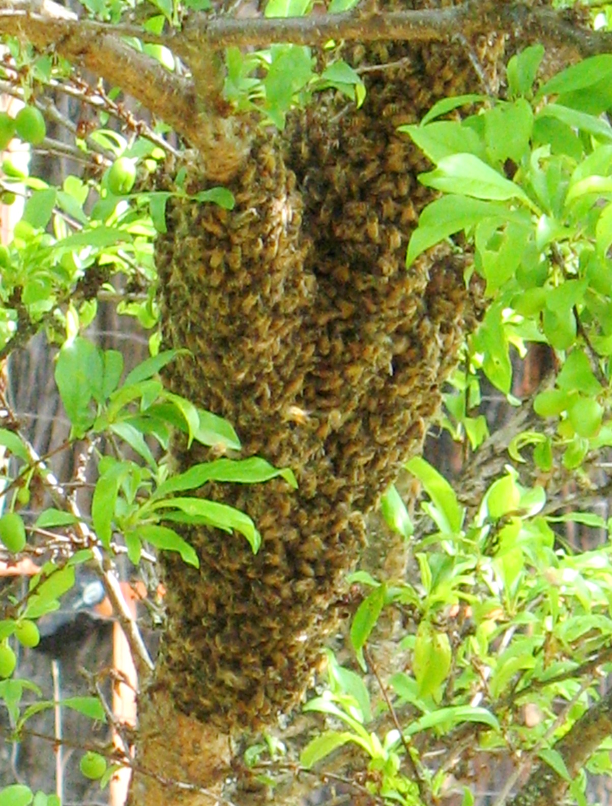 swarm