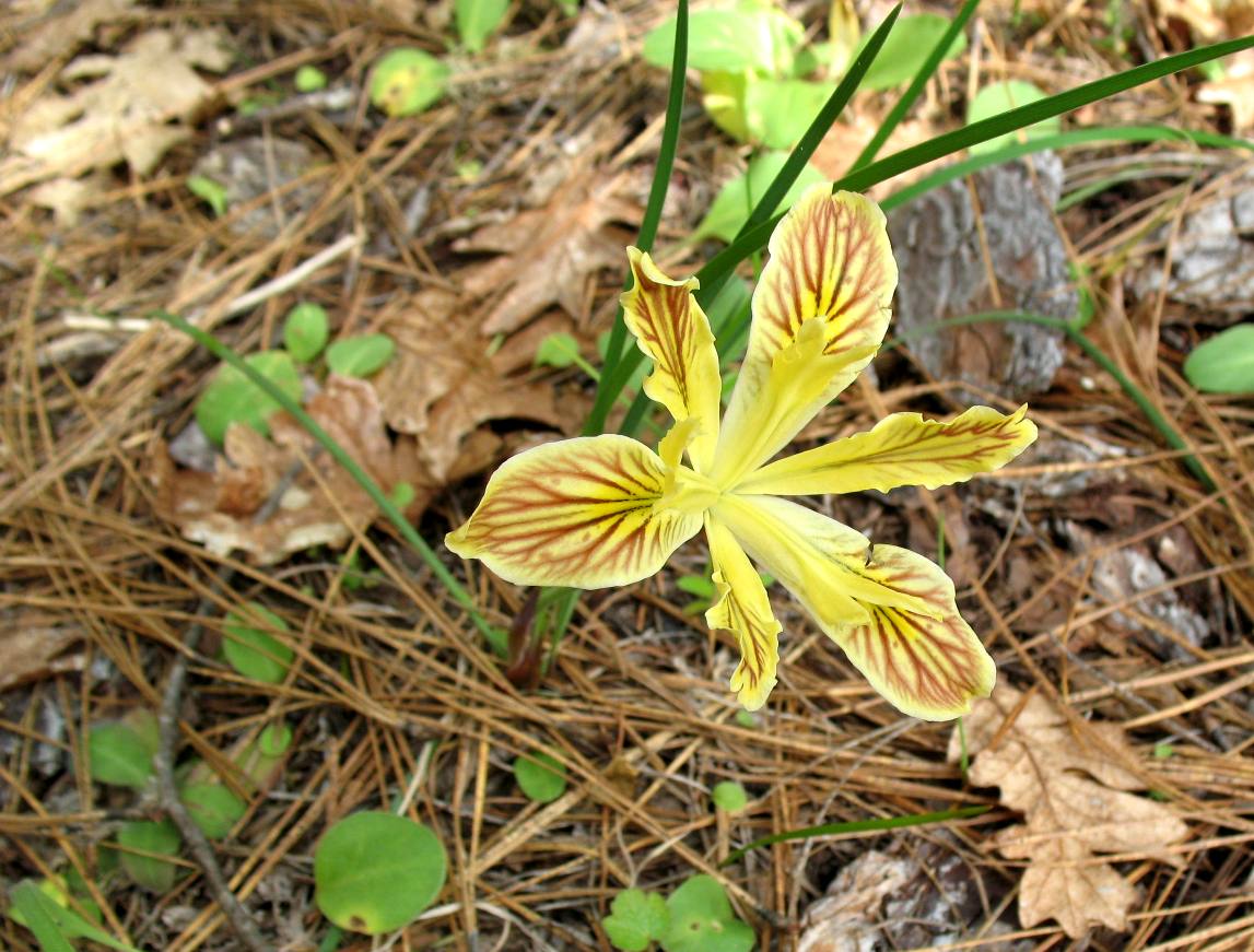 Tiger lilly