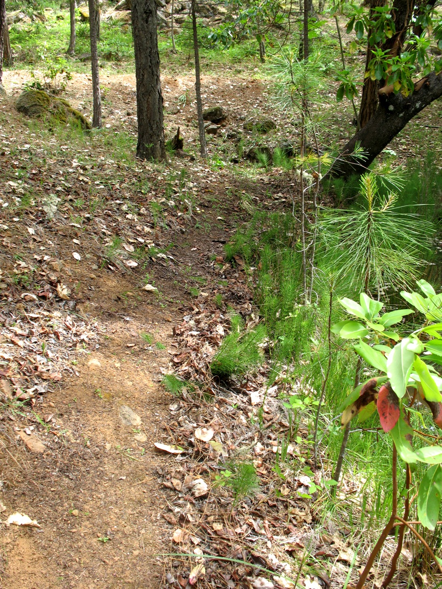 trail